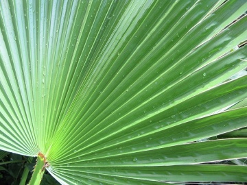Palmier Mexican (12 seminte) Washingtonia Cotton Palm - Washingtonia robusta, crestere rapida, silueta frumoasa, subtire, Saflax - Img 7