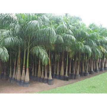 Palmier Regal Cubanez (8 seminte) Cuban Royal Palm - Roystonia Regia, coroana inalta, frunze elegante, Saflax - Img 5