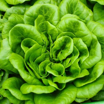 Panter (800 seminte) salata verde semi-timpurie, rezistenta la boli, Toraf