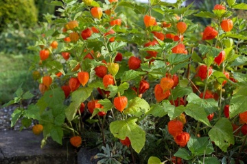 Papalau (0.1 gr) seminte de Physalis cu fructe rosii-portocalii decorative si comestibile, Agrosem - Img 2
