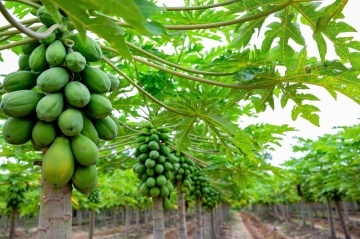 Papaya (30 seminte) Melon Tree - Carica papaya, flori parfumate, fructe delicioase, Saflax - Img 4