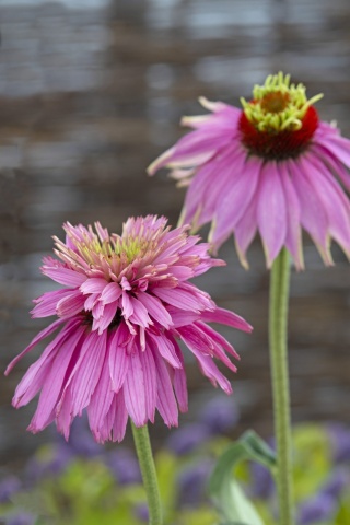 Paradiso Super-Duper (15 seminte) Echinacea perena, flori semi-batute roz, Seklos - Img 4