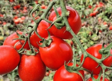 Paskualeto F1 (500 seminte) rosii cherry-prunisoare, semitimpurii nedeterminate, Syngenta - Img 3