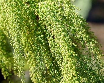 Pelinita, Pelin Dulce (250 seminte) Sweet Wormwood Qing Hao - Artemisia annua, planta medicinala antiseptica, antiparazitara, stimulent hepato-digestiv, Saflax - Img 2