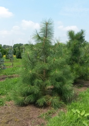Pin Auriu (20 seminte) Ponderosa Pine - Pinus ponderosa, cea mai mare specie de pin, ace foarte lungi, Saflax - Img 4