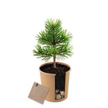 Pin Mediteranean (1 set pentru plantat) seminte Pinus pinea, ideal pentru bonsai, Toraf - Img 4