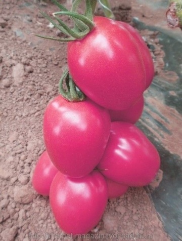 Pink Pioneer F1 (500 seminte) de rosii tip prunisoara roz, semitimpurii nedeterminate, Sakata