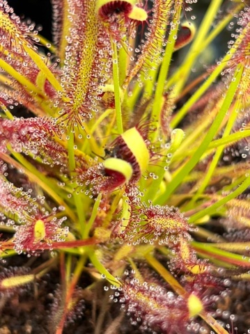 Planta Carnivora - African Sundew (10 seminte) Drosera capensis, ideala pentru atragerea mustelor de fructe, Saflax - Img 3