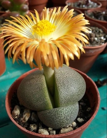 Planta suculenta Granit Viu (40 seminte) Living Granite - Pleiospilos nelii, aspect interesant, flori cu parfum de nuca de cocos, Saflax - Img 2