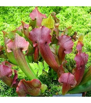 Plante Carnivore mix - Pitcher Plant (10 seminte) Sarracenia flava / S. purpurea, forma de ulcior, culori galben verzui si rosie, Saflax - Img 6