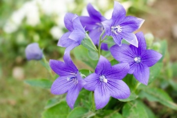 Platycodon grandiflorus (0.2 gr) seminte Floare Balon albastra-violet, flori stelate, Toraf - Img 3