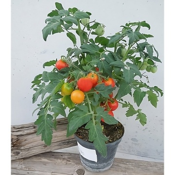 PO1130 F1 (100 seminte) rosii cherry de ghiveci, semitimpurii determinate, La Semiorto Sementi - Img 2