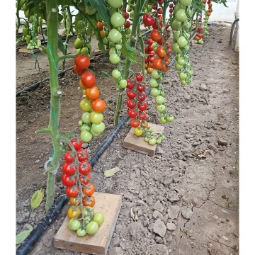 PO9479 F1 (100 seminte) rosii cherry timpurii nedeterminate, pentru sera, solar, La Semiorto Sementi - Img 3