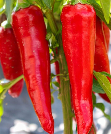 Poot Pepper BIO (35 seminte) ardei iute cu iuteala medie, ideal pentru gratar, ReinSaat