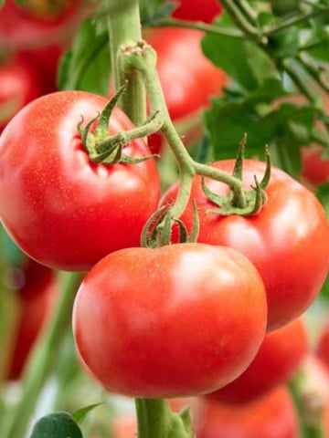 Poranek (150 seminte) tomate timpurii, rezistenta ridicata la temperaturi scazute, Polan - Img 1