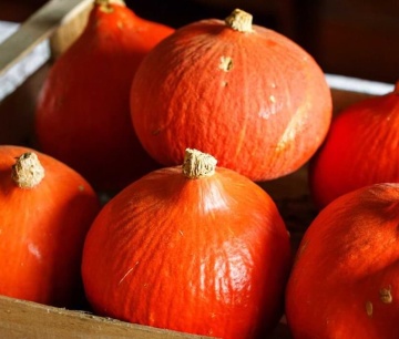 Potimarron ( 3 gr) seminte dovleac tip Uchiki Kuri, fructe cu coaja intens portocalie, pulpa gustoasă, suculentă, aromată, Polan - Img 2