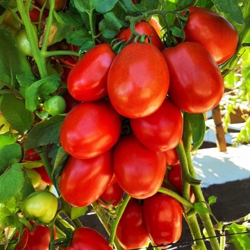 Pumatis F1 (15 seminte) tomate ovale, ferme, dulci, hibrid determinat timpuriu, Sekluva