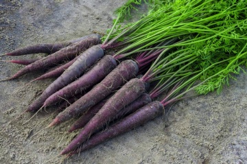 Purple Sun F1 (400 seminte), morcovi radacini dulci, aromate, culoare violet, Seklos - Img 2
