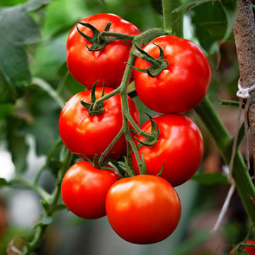 Pyros F1 (25 seminte) tomate cu timpurietate medie si rezistenta buna la boli, Buzzy - Img 1