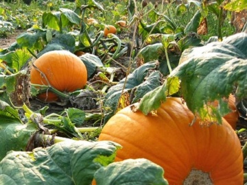 Quintale Seme Giallo BIO (2 gr) seminte dovleac portocaliu BIO, dulce, perfect pentru Halloween, Seklos - Img 2