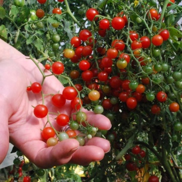 Red Currant Wildtomate (8 seminte) rosii salbatice cherry mici, aromate, recolta abundenta, Sperli - Img 2