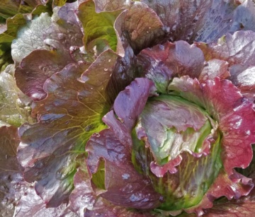 Red Iceberg (700 seminte) salata tip Iceberg, frunze roscat-verzui, Seklos - Img 2