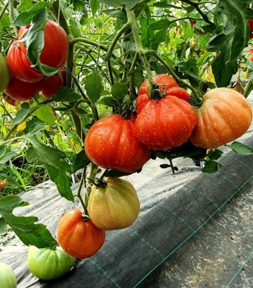 Red Pear (500 seminte) tomate in forma de para soi italian, crestere nedeterminata tip Beef, Vitesse - Img 6