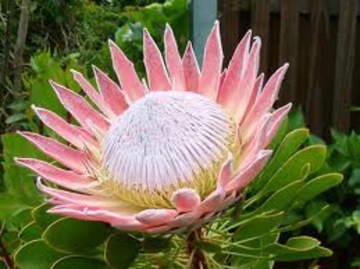 Regele Protea (5 seminte) Giant King Protea - Protea cynaroides, flori extrem de mari, exotice, Saflax - Img 4