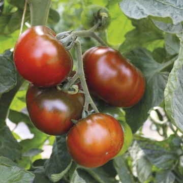 Revilla BIO (10 seminte) tomate maronii foarte ferme, gust foarte aromat, ReinSaat