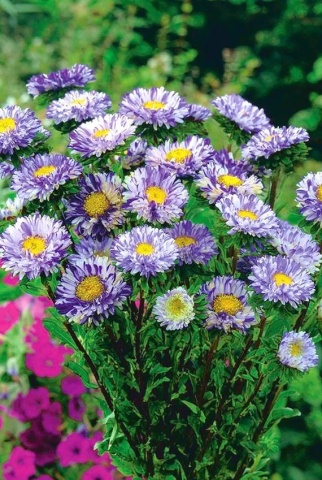 Ribbon Blue (0,5 gr) seminte Crizantema Aster pitica, flori albastre-violet cu alb, Toraf - Img 3