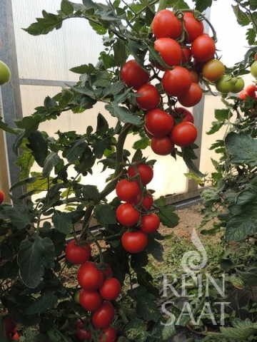 Ricca BIO (10 seminte) tomate pentru sere, fructe rotunde, ferme, ReinSaat - Img 3