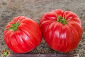 Rosa di Sorrento (60 seminte) rosii mari tip gigant Beefsteak, gustoase, ChemyFarm - Img 5
