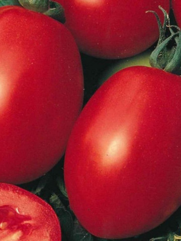 Rosii Roma VF (120 seminte) tomate soi semitardiv fructe ovale, gust placut, Agrosem - Img 1