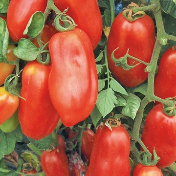 Rosii San Marzano 2 (180 seminte) tomate soi determinat, gustoase, seminte putine, Prima Sementi - Img 2