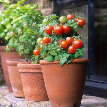 Rotkappchen (30 seminte) tomate determinate semitimpurii, soi nemtesc, Seklos - Img 4