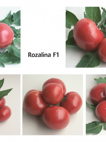 Rozalina Rossa F1 (50 seminte) de tomate semitimpurii bulgaresti, GeosemSelect Bulgaria - Img 3