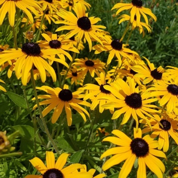 Rudbeckia (350 seminte) flori Marita-ma Mama galbene, brune, portocalii, Agrosem - Img 2