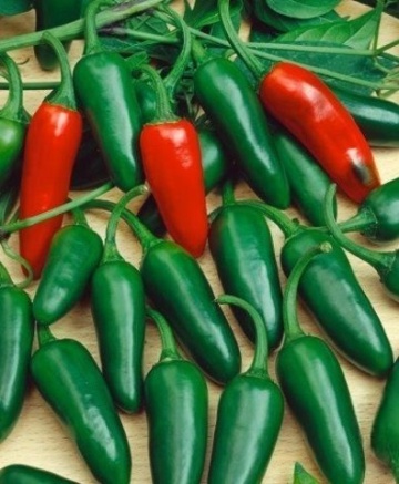 Santiago BIO (25 seminte) ardei iute Jalapeno cu pulpa groasa, iuteala usoara, ReinSaat - Img 1