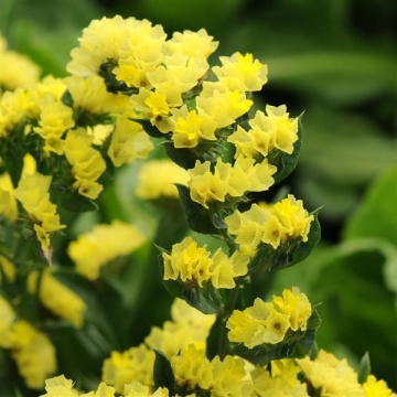Saraturica galbena (5 gr) seminte de flori galbene pentru uscat, Kertimag