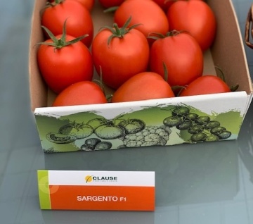 Sargento F1 (250 seminte) rosii prunisoara nedeterminate timpurii,Clause - Img 3