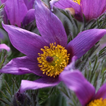 Sasanka Ogrodowa Fioletowa - Floarea Pastelui (0.2 gr) seminte Anemona cu flori clopotei stelati violet, Toraf - Img 3
