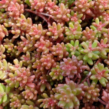Sedum album Coral Carpet (ghiveci 1 L), planta suculenta vesnic verde, frunze culori schimbatoare, verde, rosu, coral, iarba grasa - Img 1