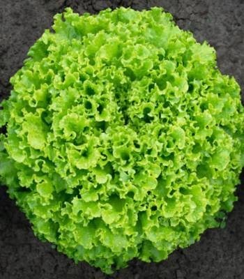 Sementel (5000 seminte drajate) salata cu frunze foarte crocante de culoare verde inchis, Bejo