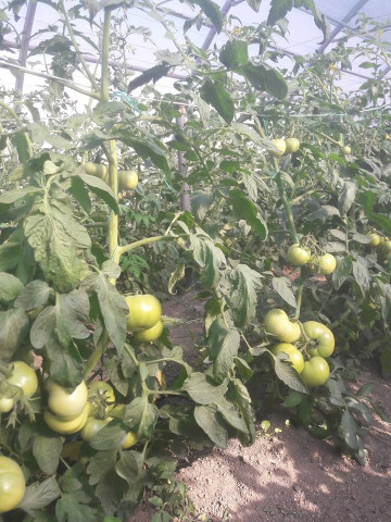 Seminte tomate Gramada F1 (5 gr), crestere nedeterminata, hibrid semitimpuriu nou, Opal - Img 6
