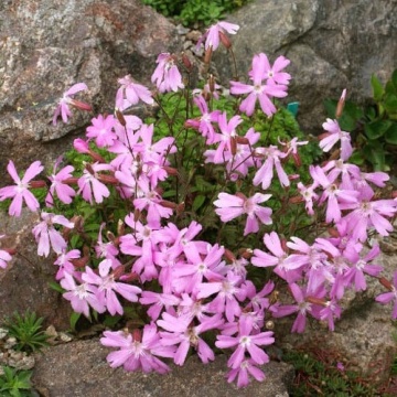 Silky Pink (20 seminte) flori perene pitice roz, Silene keiskei cu inflorire abundenta, Seklos - Img 1