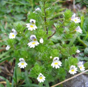 Silur (200 seminte) Eyebright - Euphrasia officinalis, planta medicinala benefica pentru ochi, Saflax - Img 4