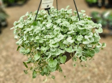Silver Falls (6 seminte) Dichondra curgatoare, frunze decorative, argintii, Seklos - Img 3