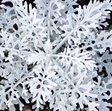 Silverdust (350 seminte) Cineraria frunze decorative alb-cenusii, Seklos - Img 1