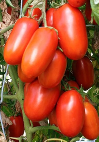Solerex F1 (2500 seminte) rosii timpurii determinate tip San Marzano, Syngenta