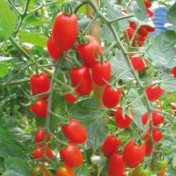 Sorbetto F1 (100 seminte) tomate cherry nedeterminate timpurii, tip San Marzano, Profit Seeds